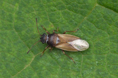 Cymus melanocephalus