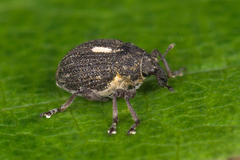 Rhinoncus leucostigma