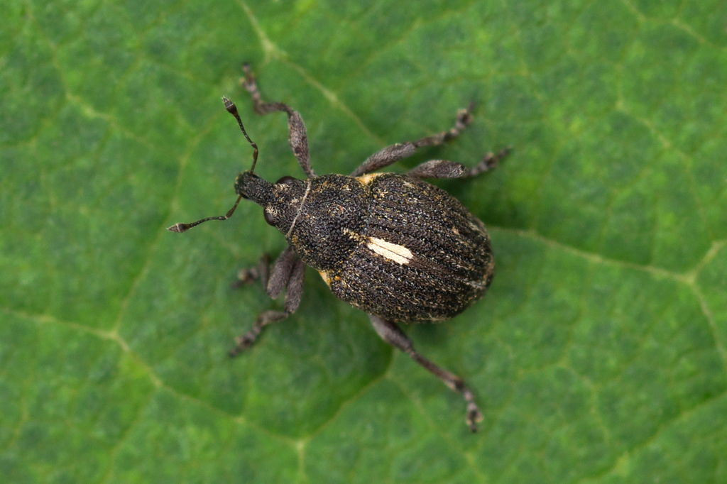 Rhinoncus leucostigma