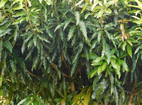 Indian mango