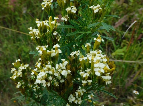 Tagetes minuta image