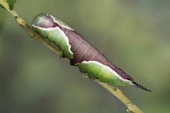 Cerura