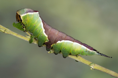 Cerura