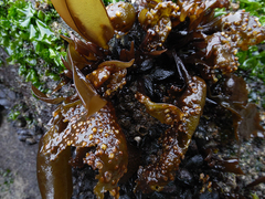 Mazzaella laminarioides