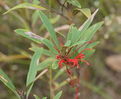 Grevillea dimorpha