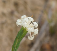 Pimelea octophylla