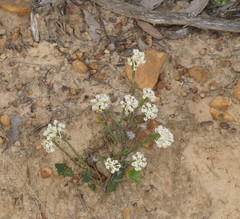Pimelea octophylla