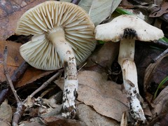 Neohygrocybe