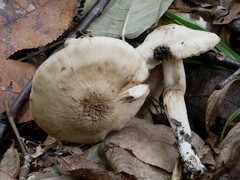 Neohygrocybe