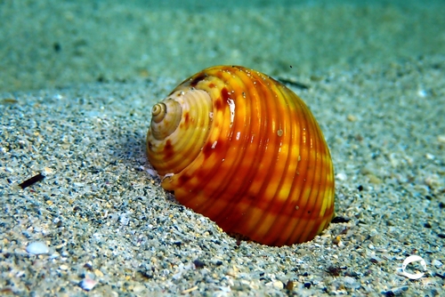 Tonna variegata