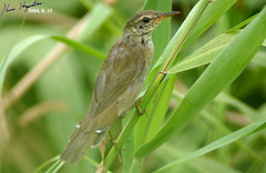 Helopsaltes ochotensis
