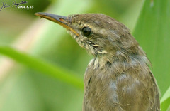 Helopsaltes ochotensis