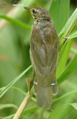 Helopsaltes ochotensis