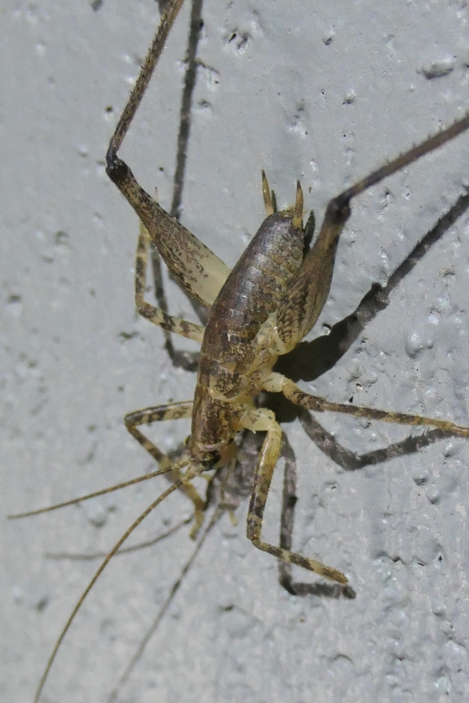 Isoplectron armatum