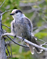 Perisoreus canadensis image