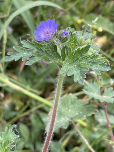Geranium lanuginosum