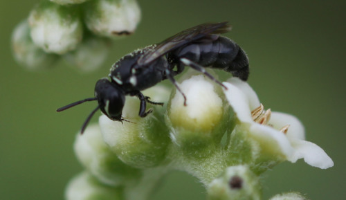 Nimble Masked Bee