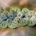 Tridacna crocea - Photo (c) Tobias Westmeier, μερικά δικαιώματα διατηρούνται (CC BY-NC), uploaded by Tobias Westmeier