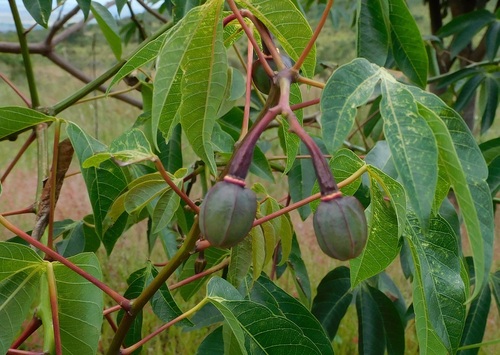 Cassava