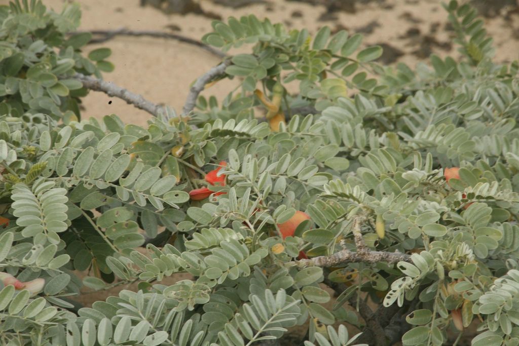 Sesbanieae
