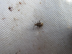 Harmostes reflexulus