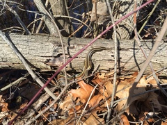 Thamnophis butleri