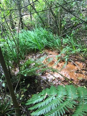 Crocosmia × crocosmiiflora