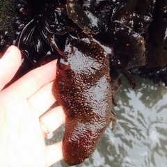 Mazzaella laminarioides