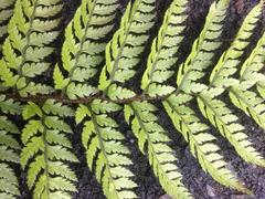 Polystichum neozelandicum