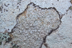 Pertusaria plittiana