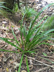 Carex lambertiana