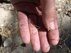 Eriogonum apiculatum