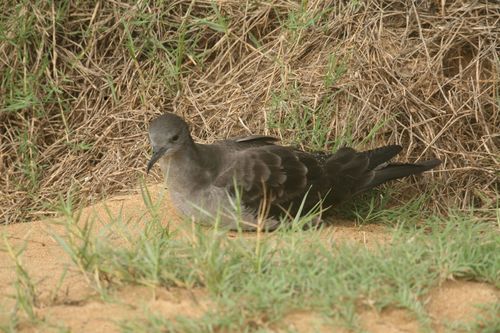 Wedge-tailed Shearwater