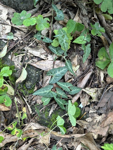 Tuber fleeceflower (Reynoutria multiflora)