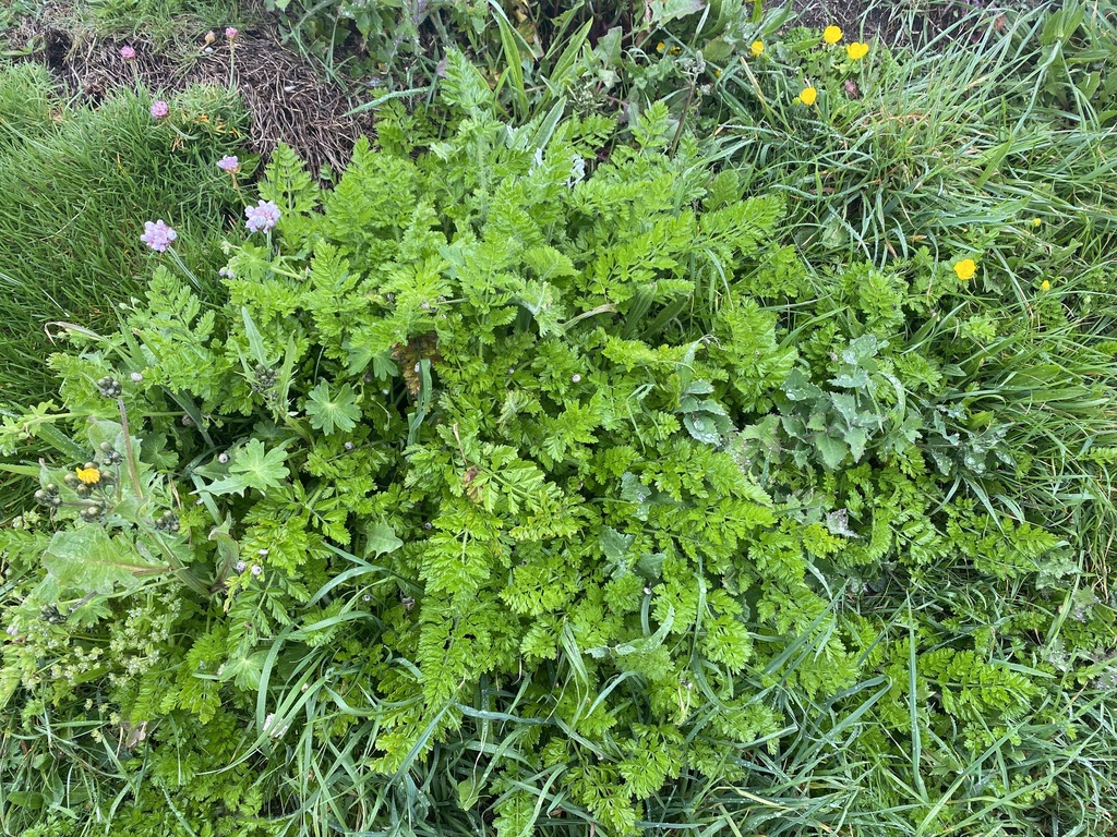 wild carrot from South West Coast Path, Bude, England, GB on 30 April ...