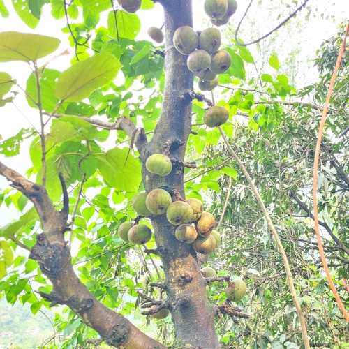 Ficus auriculata