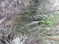 Beaucarnea