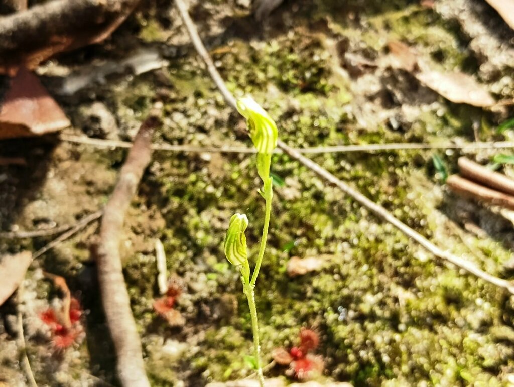 Pterostylis parviflora