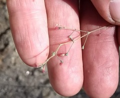 Eriogonum apiculatum