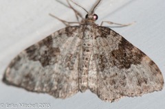 Xanthorhoe iduata