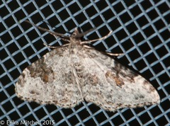 Xanthorhoe iduata