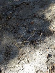 Eriogonum apiculatum