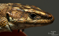 Cottrell's Mountain Lizard photo 2
