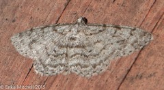 Aethalura intertexta