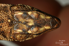 Cottrell's Mountain Lizard photo 3