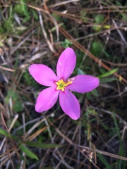 Sabatia grandiflora