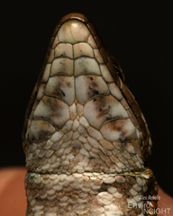Cottrell's Mountain Lizard photo 4