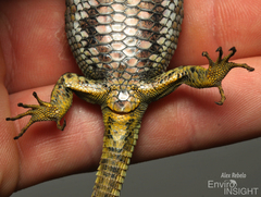 Cottrell's Mountain Lizard photo 5