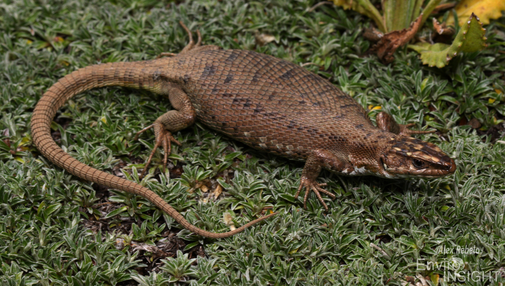Cottrell's Mountain Lizard