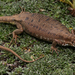 Cottrell's Mountain Lizard - Photo (c) Alex Rebelo, some rights reserved (CC BY-NC), uploaded by Alex Rebelo